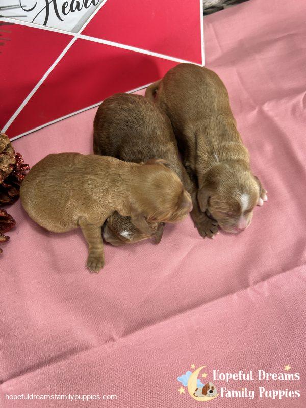 Ms. Izzy's Litter of Cavapoos (Early Litter Reservation) - Image 5