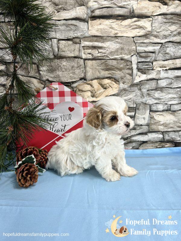 Mr. Buster the Schnoodle - Image 8
