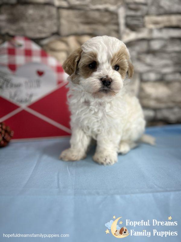 Mr. Buster the Schnoodle