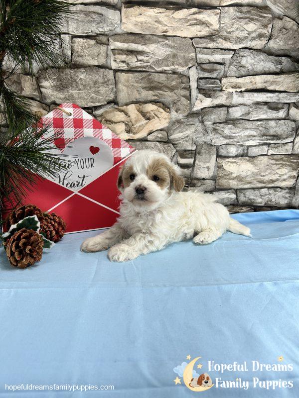 Mr. Buster the Schnoodle - Image 10