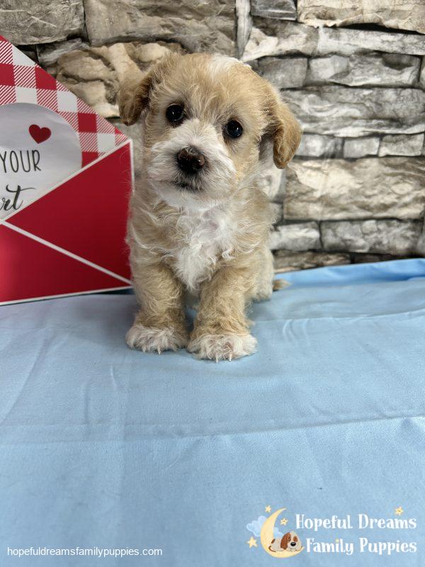 Mr. Banjo the Schnoodle - Image 3