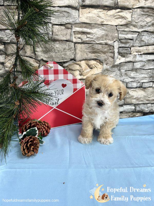 Mr. Banjo the Schnoodle