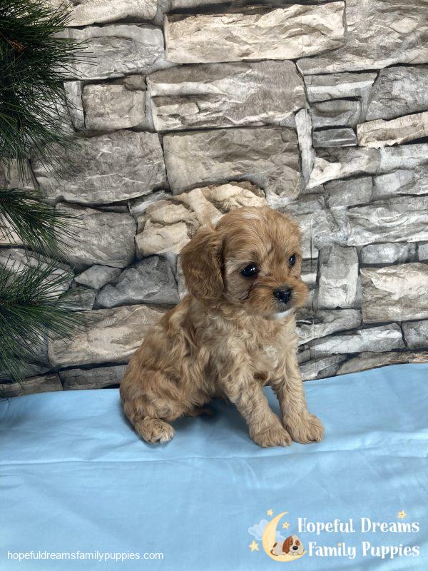 Mr. Prince the Cavapoo - Image 8