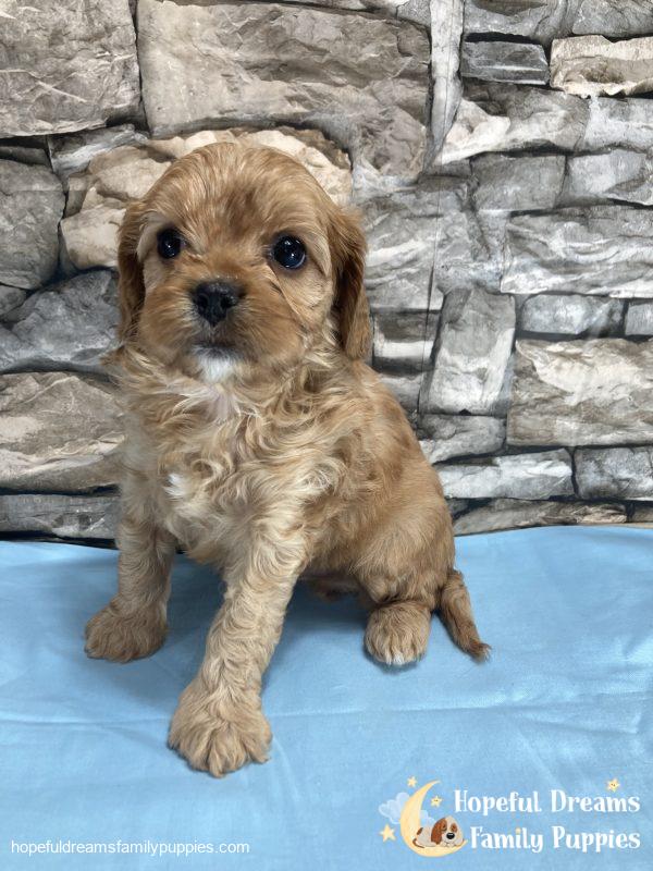 Mr. Prince the Cavapoo - Image 9