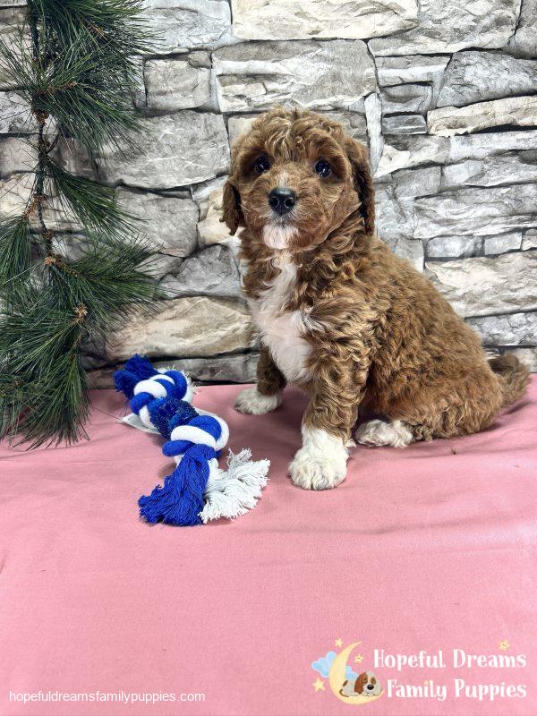 Ms. Caddie  the F1BB Mini-Goldendoodle - Image 5