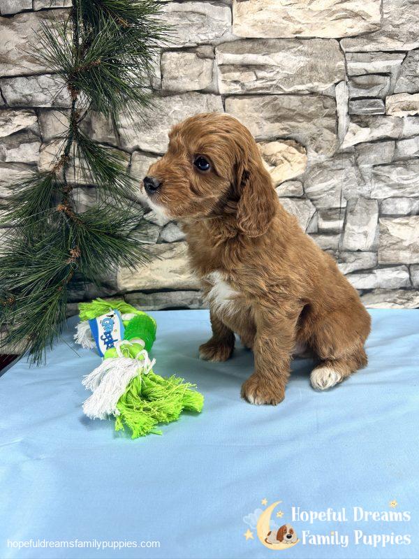 Mr. Cody the F1BB Mini-Goldendoodle - Image 7