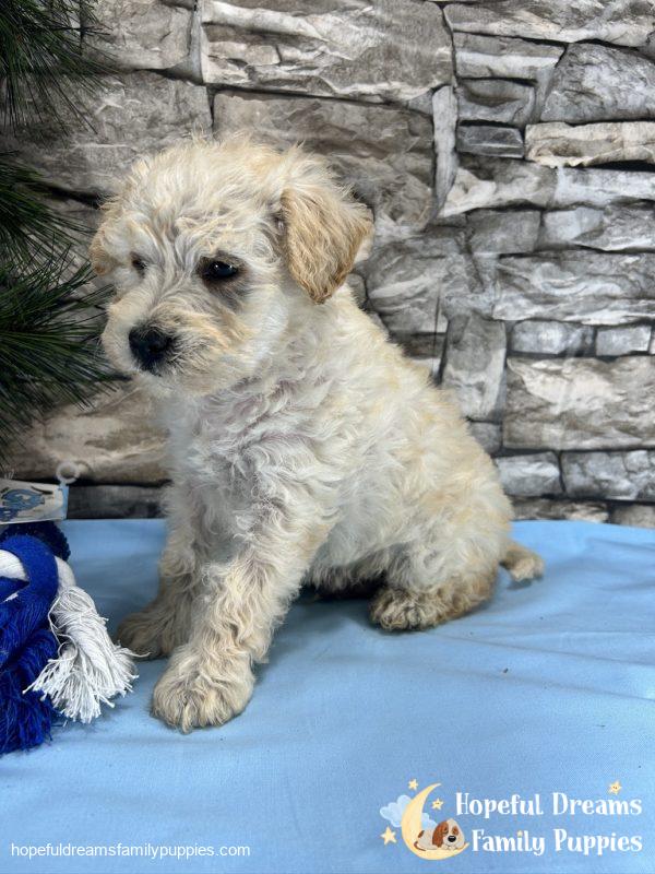 Mr. Mocha the Schnoodle - Image 3