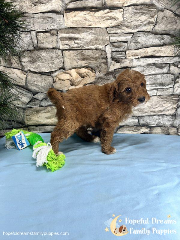 Mr. Cody the F1BB Mini-Goldendoodle - Image 8