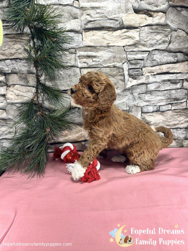 Ms. Cindy  the F1BB Mini-Goldendoodle