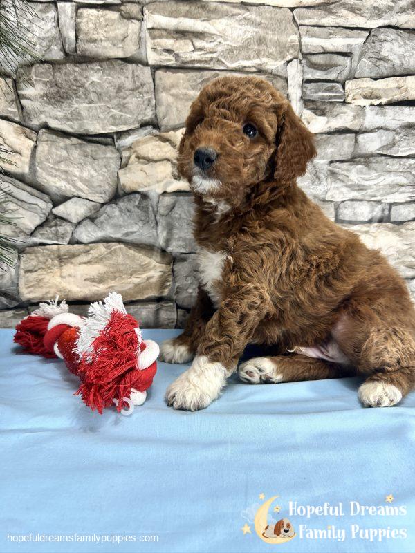 Mr. Captain the F1BB Mini-Goldendoodle - Image 5
