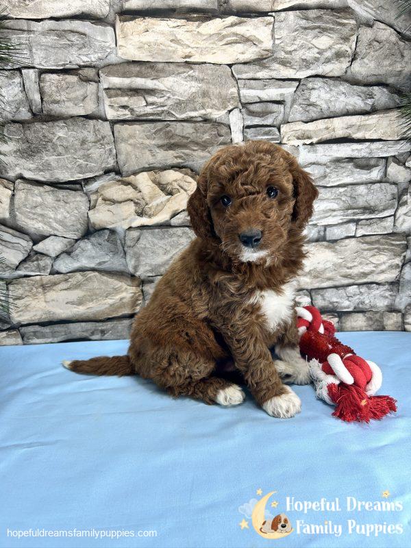 Mr. Captain the F1BB Mini-Goldendoodle