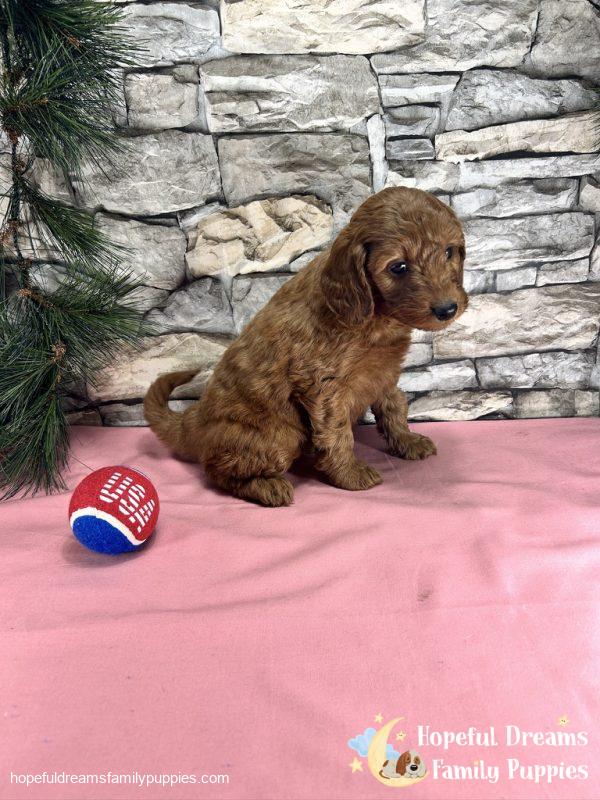 Ms. Connie  the F1BB Mini-Goldendoodle - Image 4