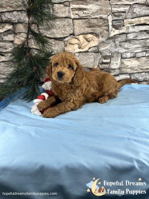 Mr. Teddy the Cockapoo