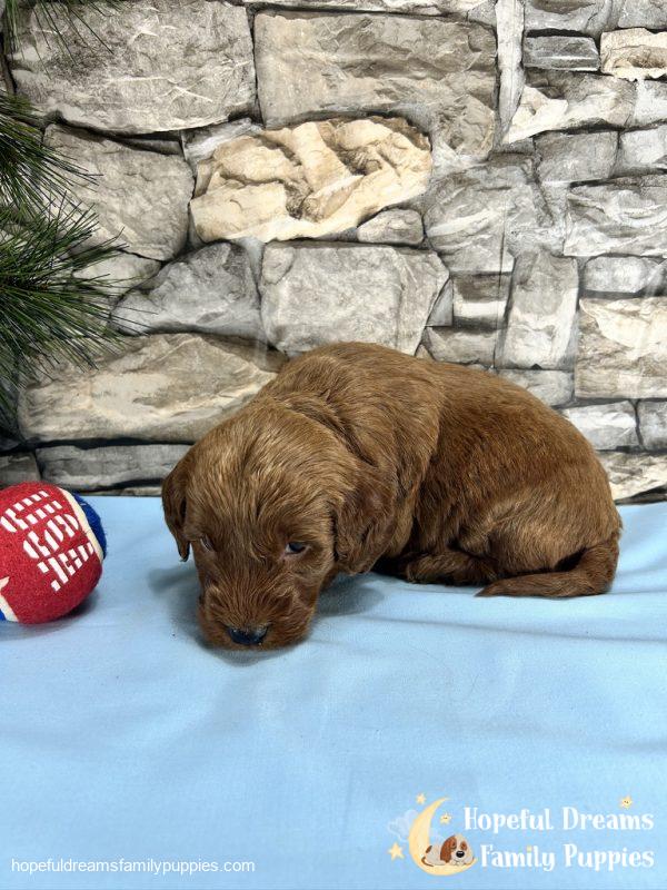Mr. Copper the F1BB Mini-Goldendoodle
