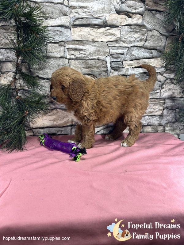 Ms. Carley the F1BB Mini-Goldendoodle