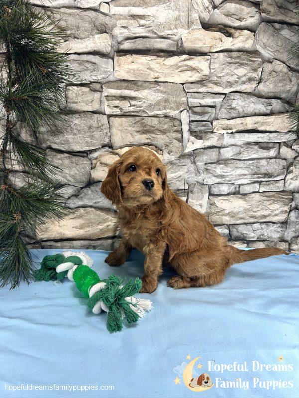 Mr. Ticki the Cockapoo - Image 4