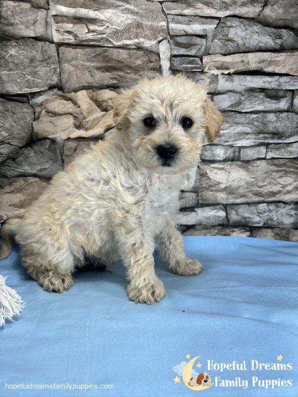 Mr. Mocha the Schnoodle - Image 2