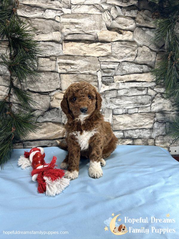 Mr. Captain the F1BB Mini-Goldendoodle - Image 7