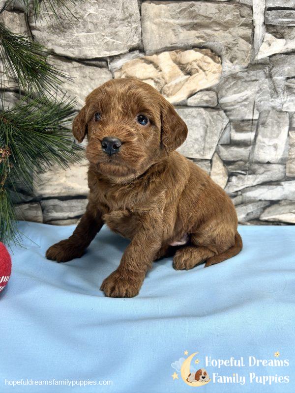 Mr. Copper the F1BB Mini-Goldendoodle - Image 6