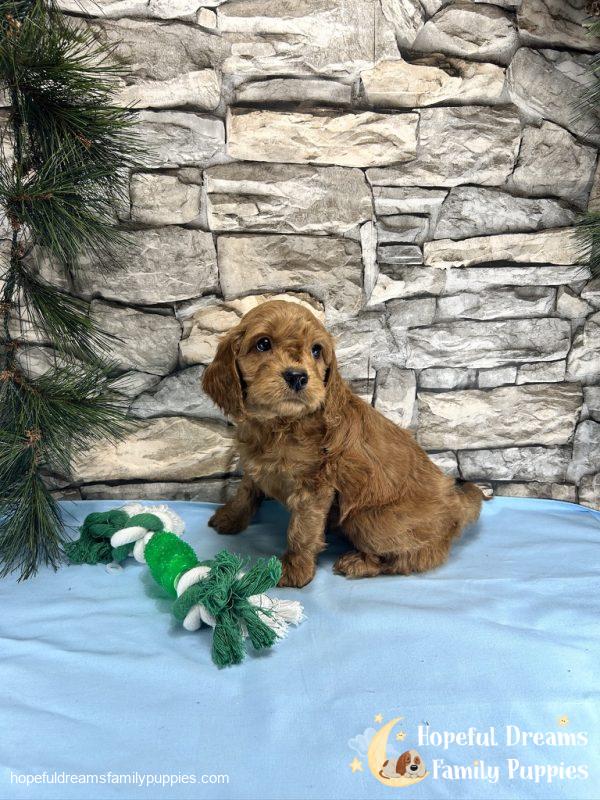 Mr. Ticki the Cockapoo - Image 5