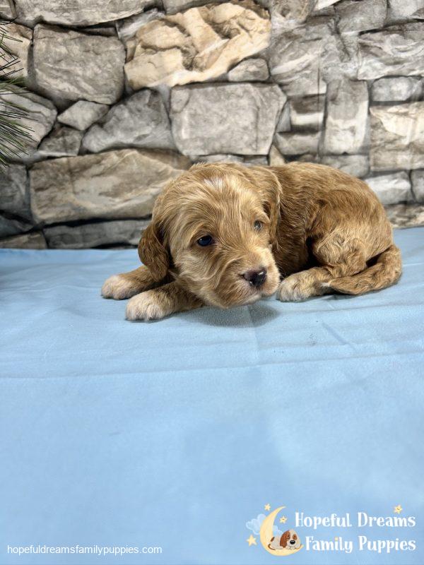 Mr. Tanner the Cockapoo - Image 4