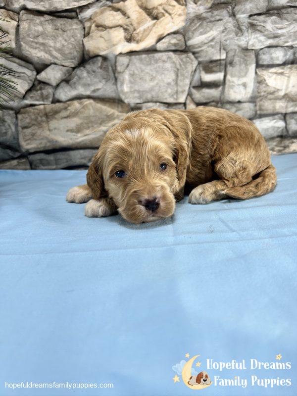 Mr. Tanner the Cockapoo - Image 3