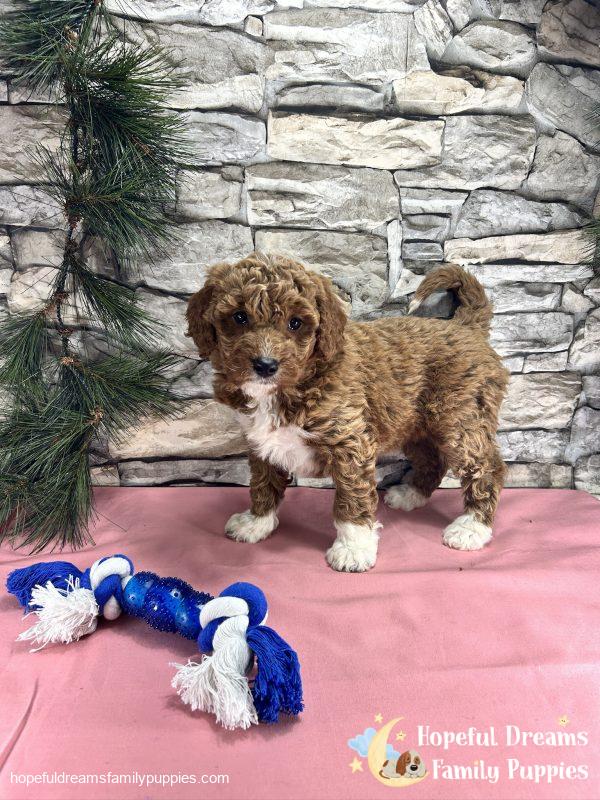 Ms. Caddie  the F1BB Mini-Goldendoodle - Image 7