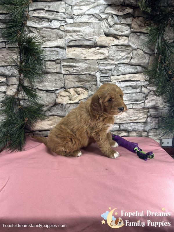 Ms. Carley the F1BB Mini-Goldendoodle - Image 5