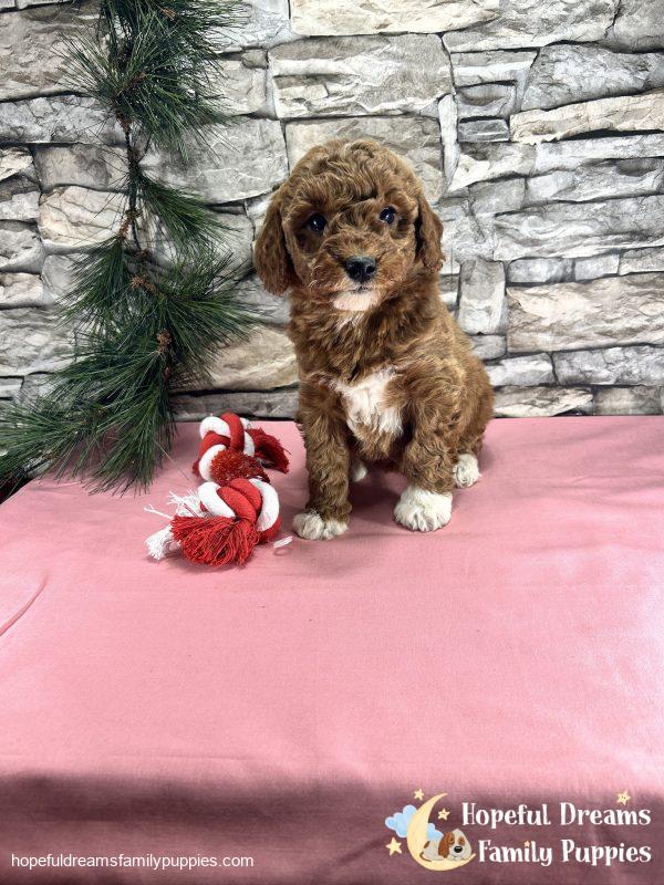 Ms. Cindy  the F1BB Mini-Goldendoodle - Image 3