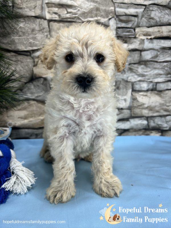 Mr. Mocha the Schnoodle