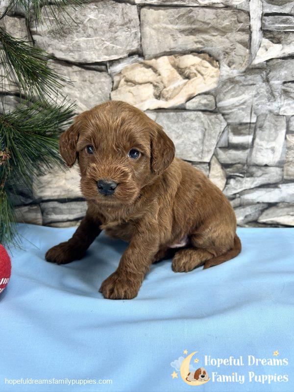 Mr. Copper the F1BB Mini-Goldendoodle - Image 9