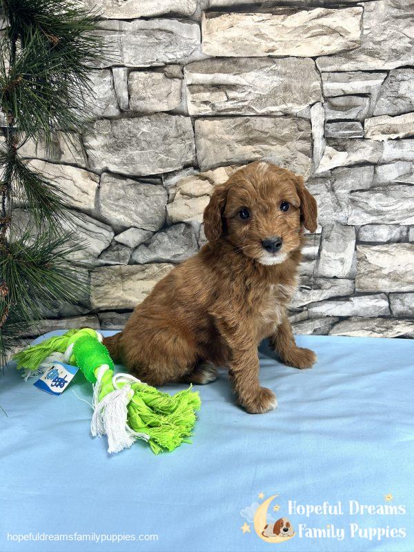 Mr. Cody the F1BB Mini-Goldendoodle - Image 9
