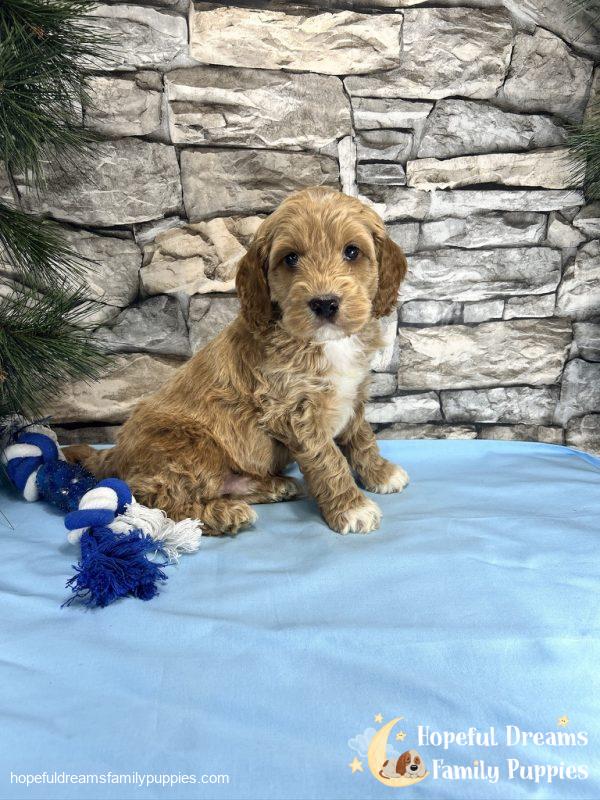 Mr. Tanner the Cockapoo