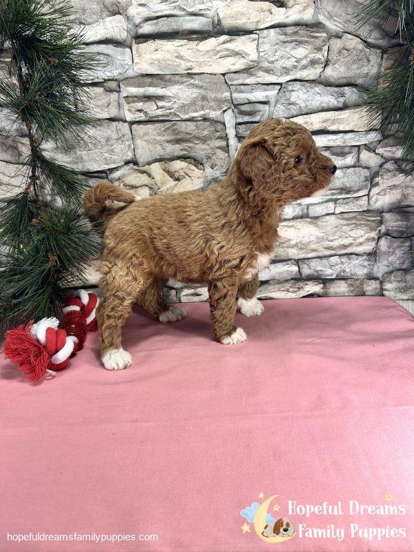 Ms. Cindy  the F1BB Mini-Goldendoodle - Image 7