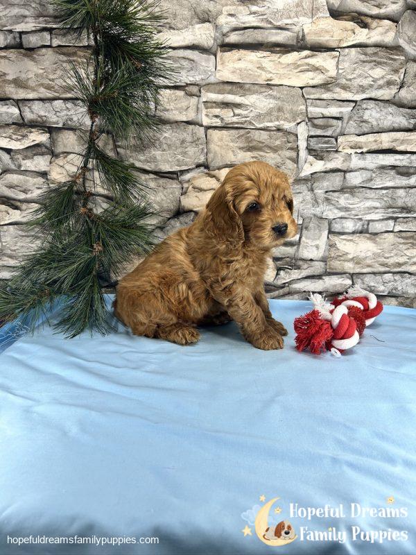 Mr. Teddy the Cockapoo - Image 4