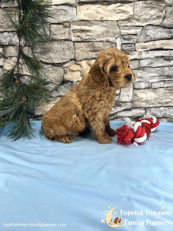 Mr. Teddy the Cockapoo - Image 5