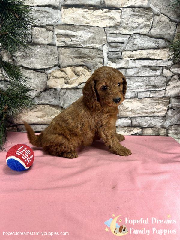 Ms. Connie  the F1BB Mini-Goldendoodle - Image 6