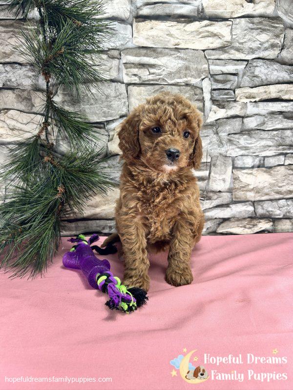 Ms. Callie  the F1BB Mini-Goldendoodle - Image 5
