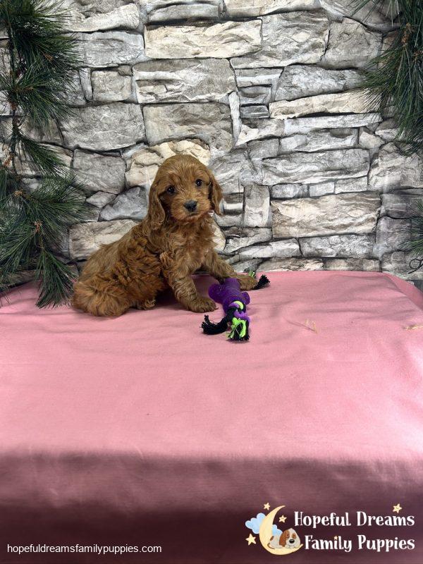 Ms. Tulip the Cockapoo - Image 7