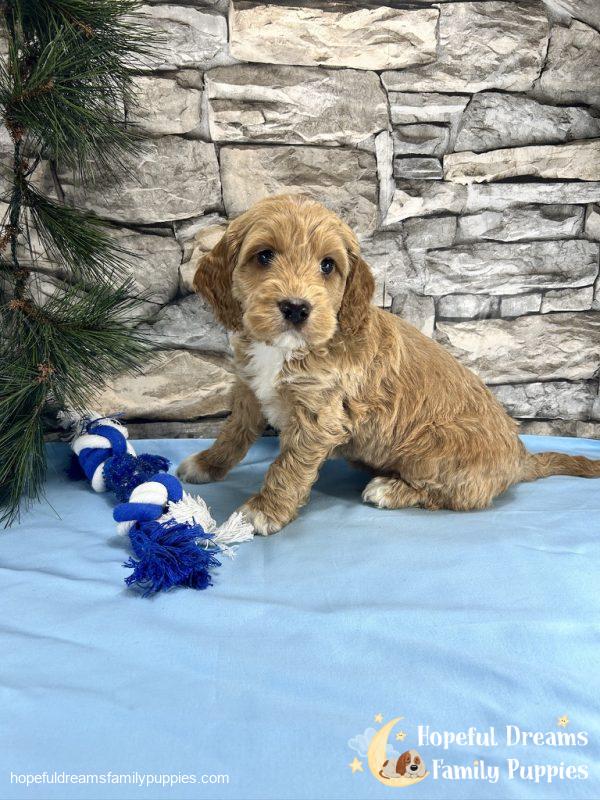 Mr. Tanner the Cockapoo - Image 4