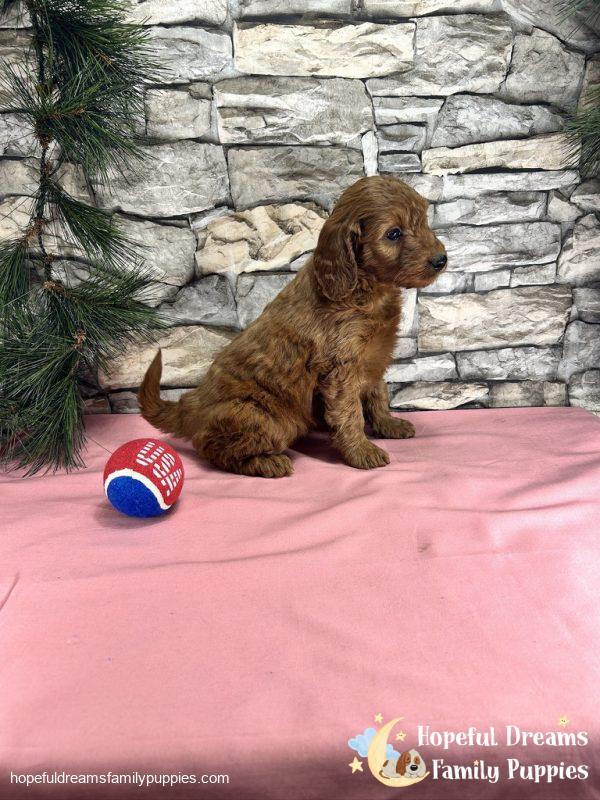 Ms. Connie  the F1BB Mini-Goldendoodle - Image 5