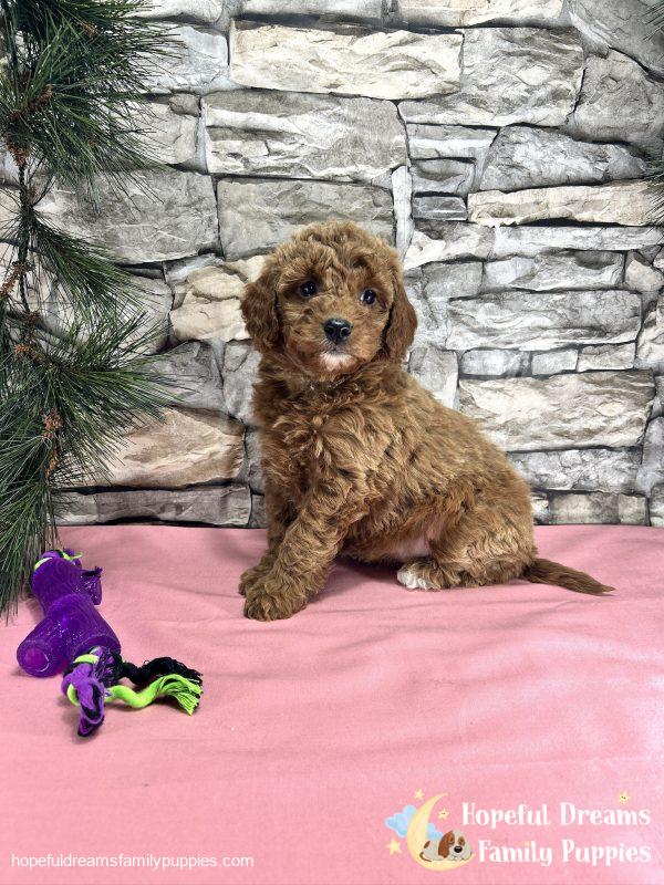 Ms. Callie  the F1BB Mini-Goldendoodle