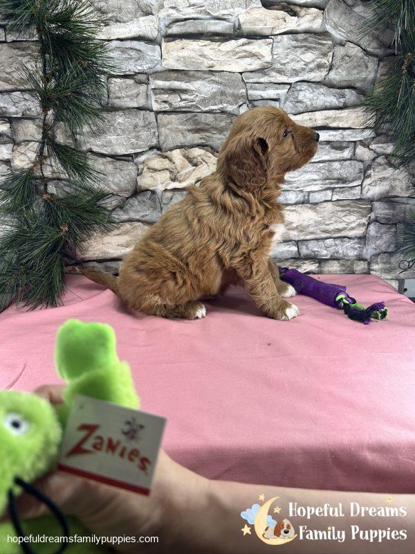 Ms. Carley the F1BB Mini-Goldendoodle - Image 6