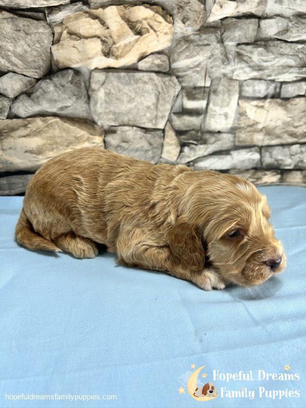 Mr. Tanner the Cockapoo - Image 2