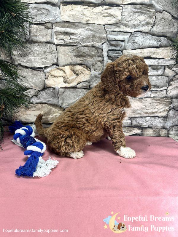 Ms. Caddie  the F1BB Mini-Goldendoodle