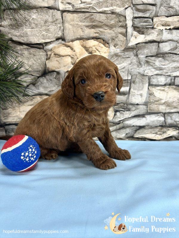 Mr. Copper the F1BB Mini-Goldendoodle - Image 8