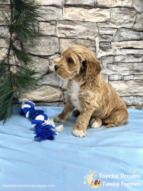 Mr. Tanner the Cockapoo - Image 5