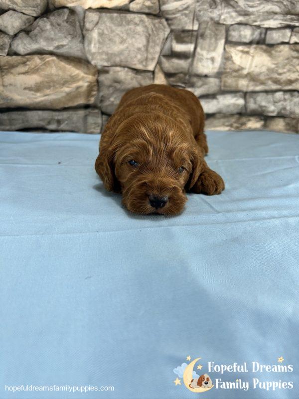 Mr. Truffle the Cockapoo - Image 4