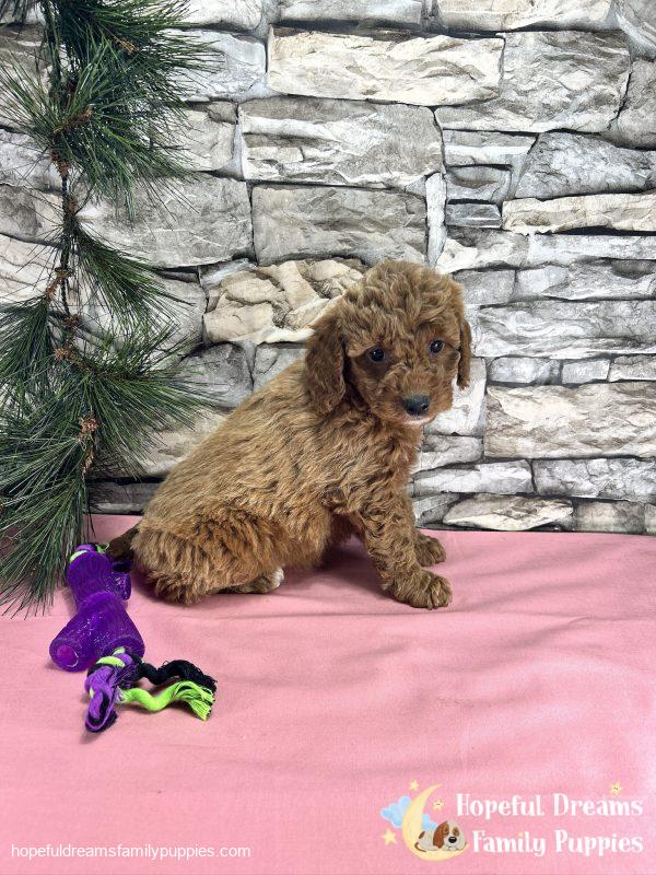 Ms. Callie  the F1BB Mini-Goldendoodle - Image 4