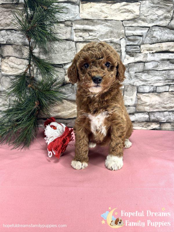 Ms. Cindy  the F1BB Mini-Goldendoodle - Image 4
